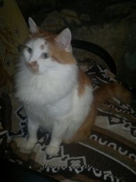 Не это не про мою сволочь..... Прежде чем его мыть надо когти обстричь, потом я его держу а мой моет...И не дай Бог ослабить хватку без глаз оба останемся...А орет..Орет так как будто его лупят без передыху пару часов...Отрезают по частям конечности...