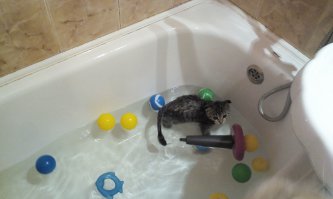 Моя кошка, она и две ее сестренки оказались сиротами в трехнедельном возрасте, пришлось заменить им мать и выходить их, так как по понятным причинам вылизывать я их не мог, приходилось их мыть после каждого их "похода в туалет", то есть раза два в день, на этом фото ей 2,5-3 месяца, сама залезла в воду, купалась с моей дочкой без каких либо проблем