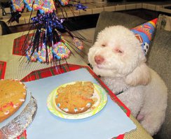 Сколько на это чудо смотрю, ржу не могу. Как такое выражение морды лица можно сделать, он наверное спасибо тоже умеет говорить...