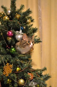 Мой тоже так любит делать :)