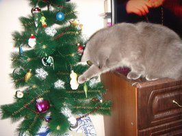 18 нетерпеливых котов, которые уже начали праздновать Новый год