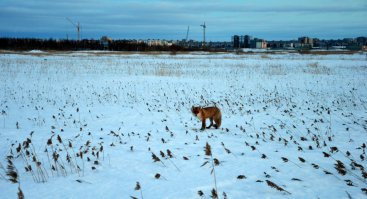 Вот только сегодня сфоткали недалеко от нашего дома
