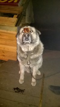 вот, хоть и не бездомный, не голодный, но очень хочет есть :)