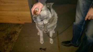 вот, хоть и не бездомный, не голодный, но очень хочет есть :)