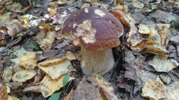 Лето, грибочки