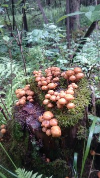 Лето, грибочки