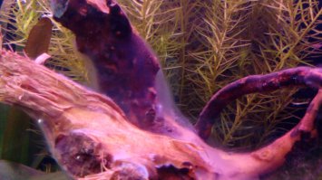 Так же многие аквариумисты путают размножающие бактерии на растениях, корягах и декорациях с грибком. На фото колония полезных бактерий. Не нужно это лечить или удалять. Обычно это происходит при запуске нового аквариума. Это явление проходит само через 4 - 7 дней.