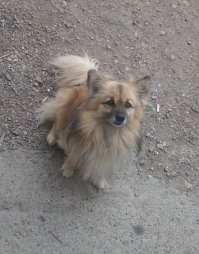 Тобик, похожая история, даже псы похожи.