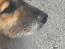 Тобик, похожая история, даже псы похожи.