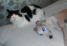 Невероятные взгляды