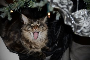 Свои пять копеек