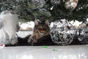 Свои пять копеек