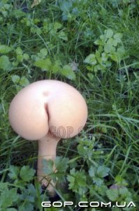 Лето, грибочки