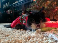 Не могу понять это кот или собака?