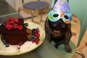 20 животных, которые тоже любят праздновать день рождения