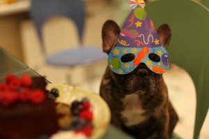 20 животных, которые тоже любят праздновать день рождения