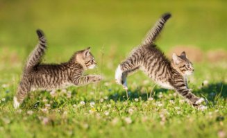 Когда пружинистость задних ног еще не отрегулирована)