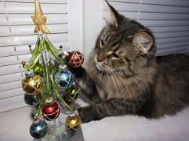 мой кот наряжает ёлку.