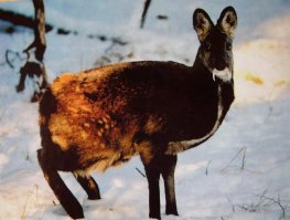 Когда я первый раз на Дальнем Востоке увидел кабаргу на охоте,я офигел! Я не стрелял даже и хорошо! Потом я еще раз ее увидел на другом берегу горной речке,не далеко от Де-Кастри. Тоже не стрелял)