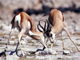 ... а африканские антилопы как сюда затесались? :) Зимой в русской тайге они бы жили ровно 30 минут