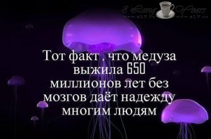 Аквариум для содержания медуз в домашних условиях