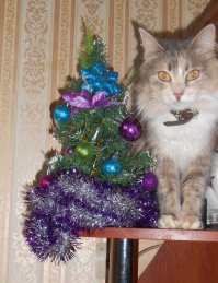 18 нетерпеливых котов, которые уже начали праздновать Новый год