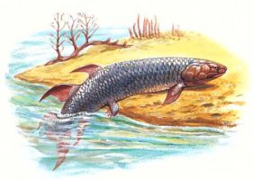 Напомнило. Эволюция.
"Уже 380 млн. лет назад кистеперая рыба эустеноптерон совершала небольшие прогулки по суше. У нее были мощные плавники и примитивные легкие."