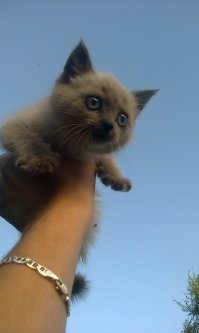 Доллары по 70?!