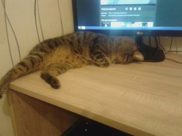 Мой кот до и после: