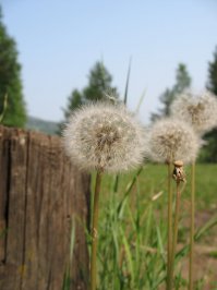 Иркутская область, север