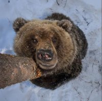 У мишки небось вся морда кирпичами разбита....:)