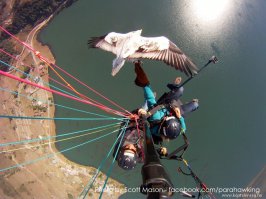 Самые крутые фото, сделанные камерой GoPro за 2015 год