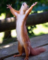 Автоприколы