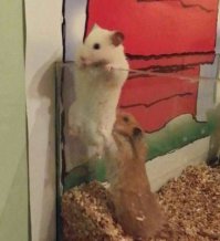 А он подсаживает или стаскивает?