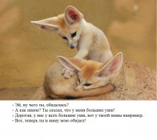 Милый ушастик под названием фенек