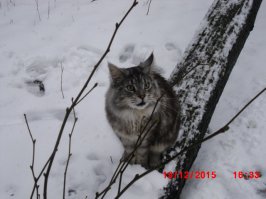 Еноты — это новые котики интернета!