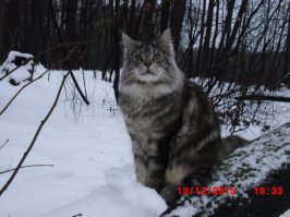 Коты, они же как люди! 