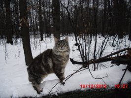 Еноты — это новые котики интернета!