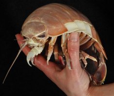 А я оставил себе.. подкармливал креветками и другими морскими.. и вот мой малыш... выгуливаю его.. купаю.