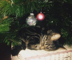 50 котеек, которые помогают наряжать елку и делают Новый год незабываемым