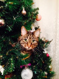 50 котеек, которые помогают наряжать елку и делают Новый год незабываемым