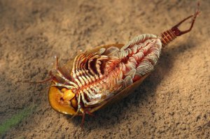 Похожих в детстве в грязных лужах находили!