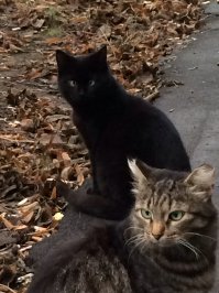 Котенок 9 месяцев и мамка с отмороженными ушками.