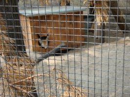 Чтобы ушкам не мешало. В новосибирском зоопарке.