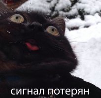 25 смешных котов, которые явно перебрали с кошачьей мятой