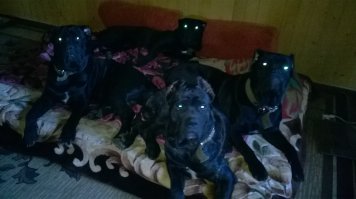 А я переехала из Москвы и... завела, а потом ещё завела... Лучше кане корсо могут быть только много кане корсо: