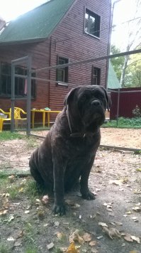 А я переехала из Москвы и... завела, а потом ещё завела... Лучше кане корсо могут быть только много кане корсо: