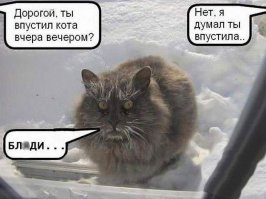 Коты, они же как люди! 