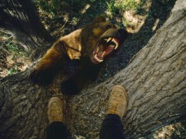 Капец медведю. Фотограф его щас кирпичами закидает.