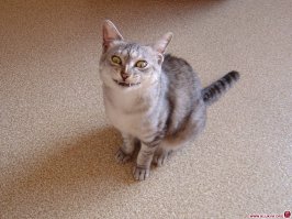 25 смешных котов, которые явно перебрали с кошачьей мятой